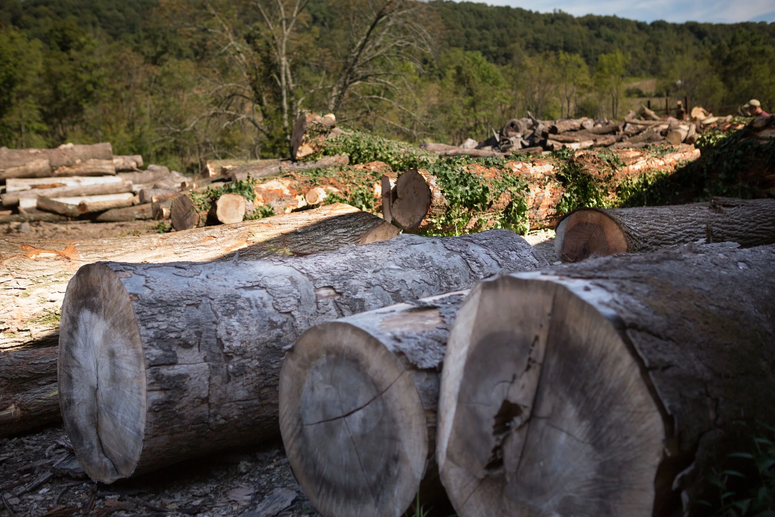 Wood Logs Drying As Part Of The Slab Process