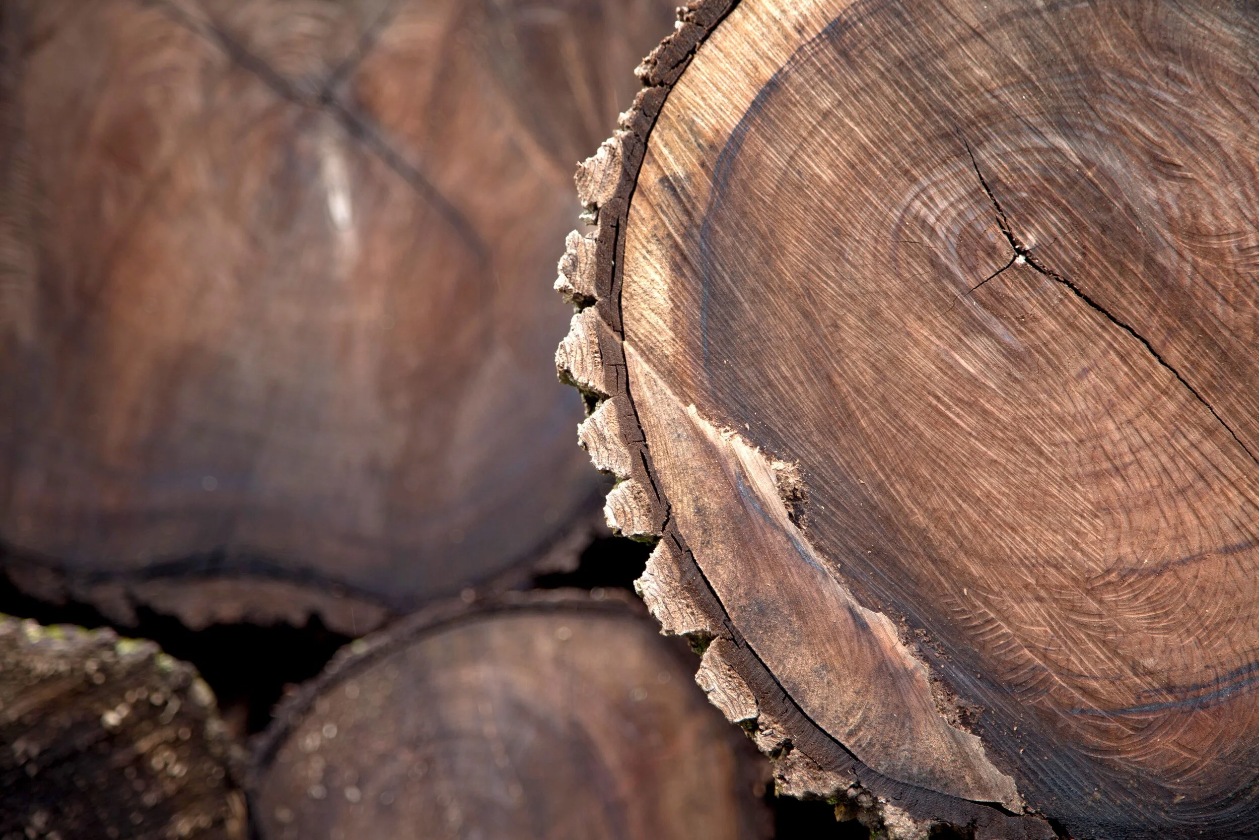 Ends Of Wood Logs Showing Age And Character