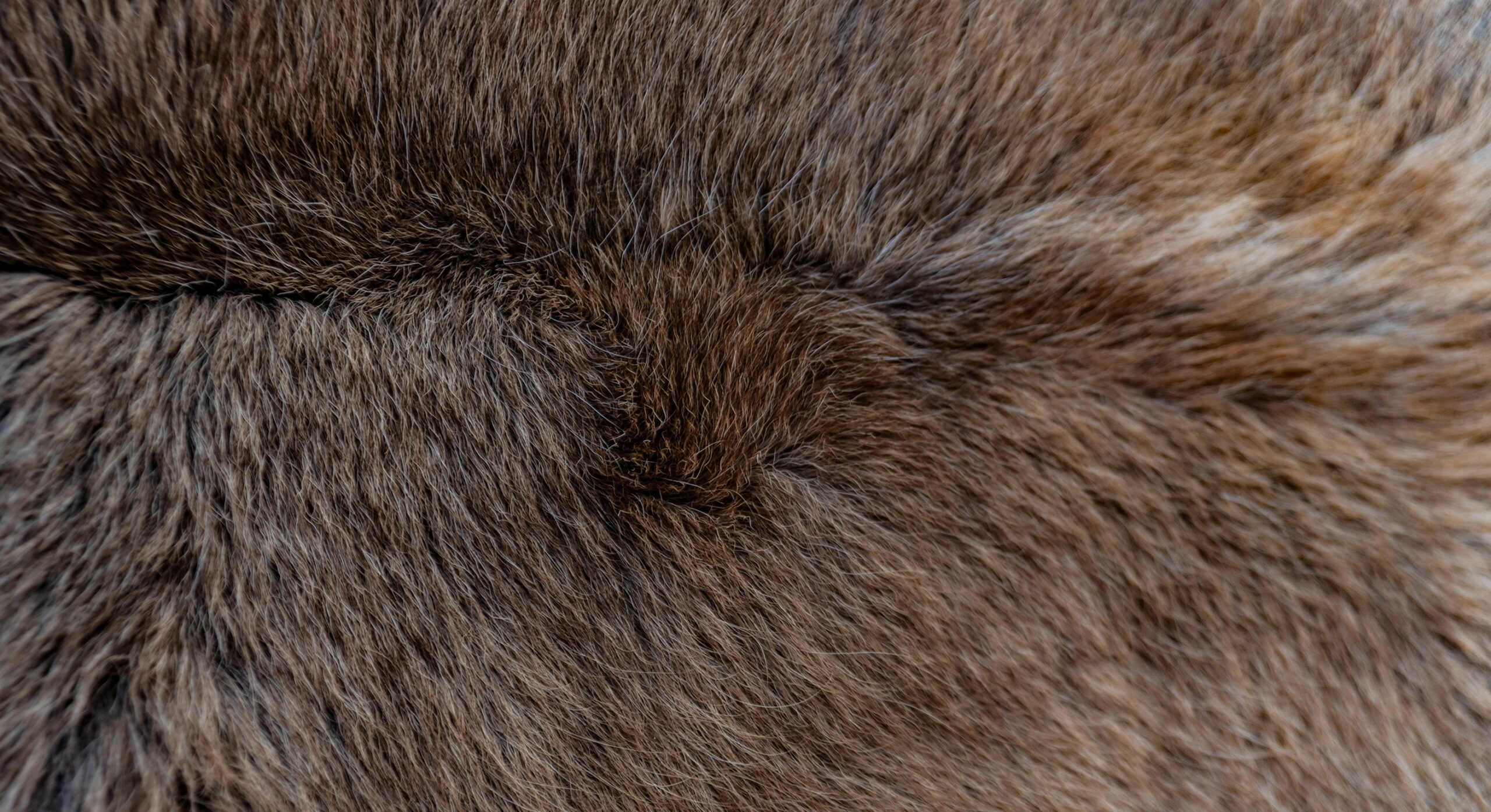 Faux Fur upholstery fabric sample showing texture and color